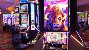 sunbet live